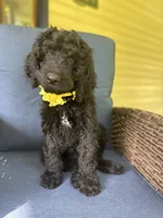 Yellow, a female Poodle - Standard  for sale in Lucedale, MS – 2 of 4