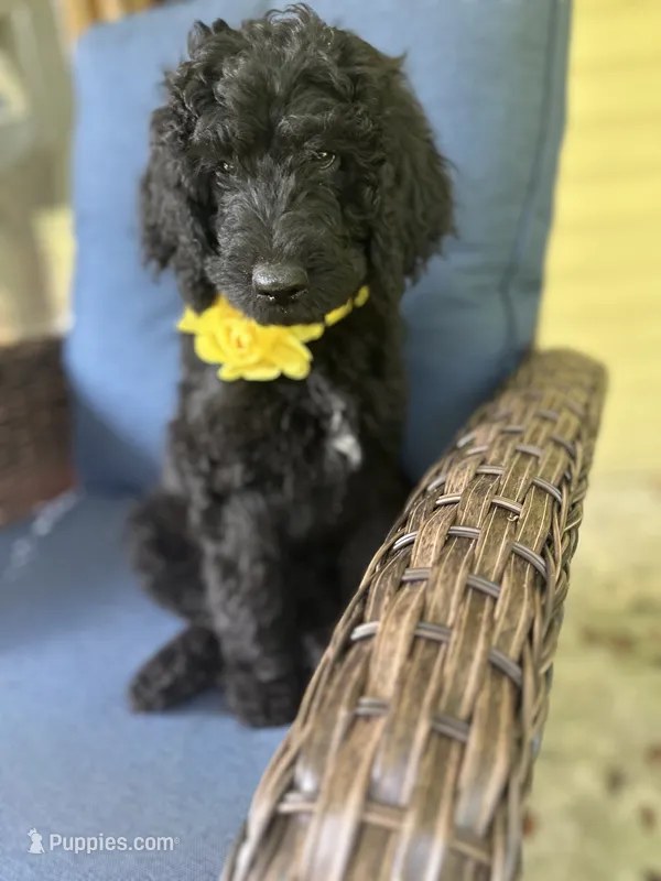 Yellow – Poodle - Standard  puppy for sale in Lucedale, MS