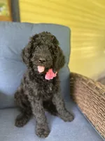 Pink, a female Poodle - Standard  for sale in Lucedale, MS – 1 of 3