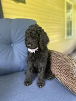 Purple , a female Poodle - Standard  for sale in Lucedale, MS – 2 of 3