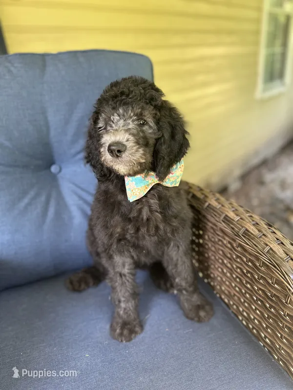 Blue – Poodle - Standard  puppy for sale in Lucedale, MS