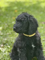 Yellow, a female Poodle - Standard  for sale in Lucedale, MS – 4 of 4