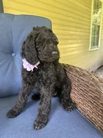 Purple , a female Poodle - Standard  for sale in Lucedale, MS – 3 of 3