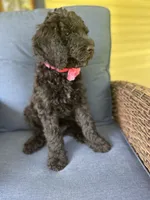 Pink, a female Poodle - Standard  for sale in Lucedale, MS – 2 of 3