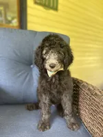 Blue, a female Poodle - Standard  for sale in Lucedale, MS – 3 of 3