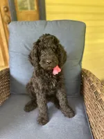 Pink, a female Poodle - Standard  for sale in Lucedale, MS – 3 of 3