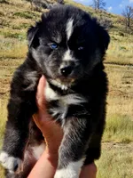 Aspen, a female Siberian Husky for sale in Meeker, CO – 1 of 1