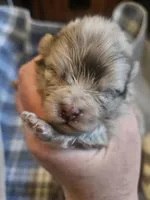 Max, a male Pomeranian for sale in Meeker, CO – Photo 1 of 2