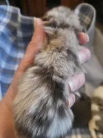 Max, a male Pomeranian for sale in Meeker, CO – Photo 2 of 2