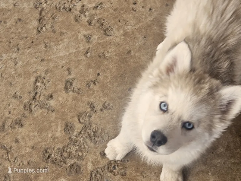 Poppy – Siberian Husky puppy for sale in Meeker, CO