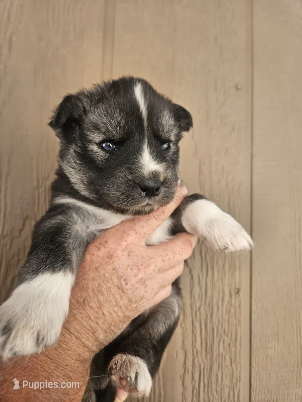Tank – Siberian Husky puppy for sale in Meeker, CO