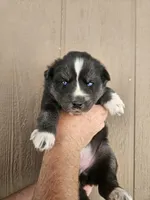 Aspen, a male Siberian Husky for sale in Meeker, CO – 1 of 1