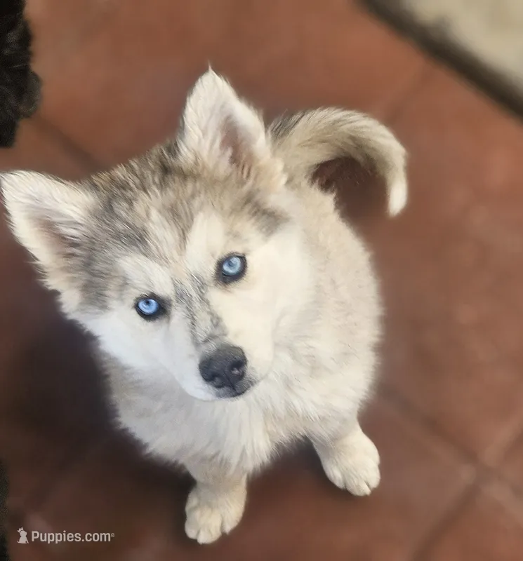 Yukon  – Siberian Husky puppy for sale in Meeker, CO