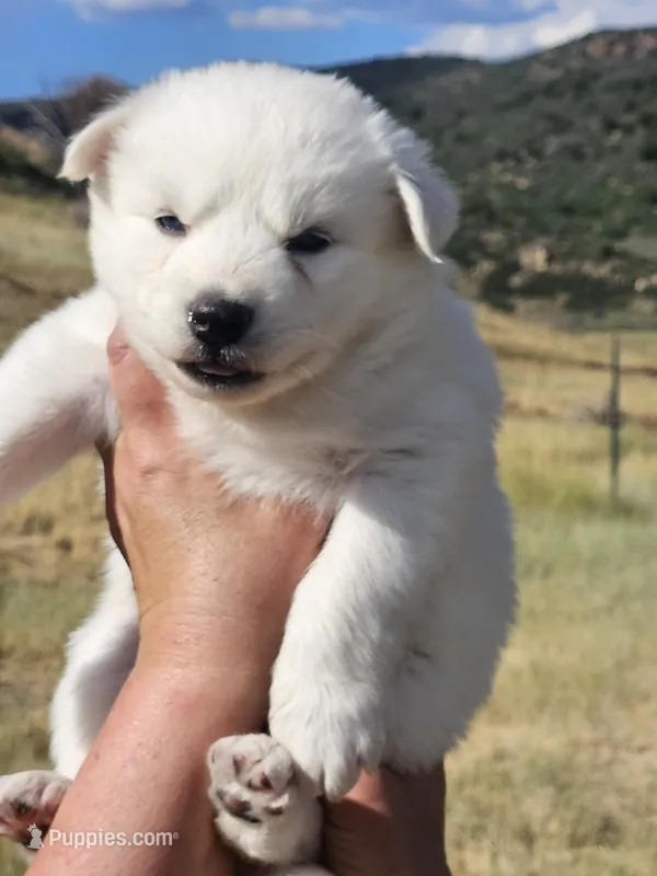 Ranger – Siberian Husky puppy for sale in Meeker, CO