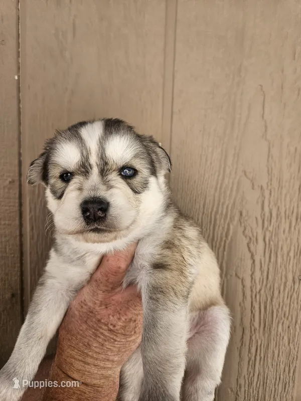 Poppy – Siberian Husky puppy for sale in Meeker, CO
