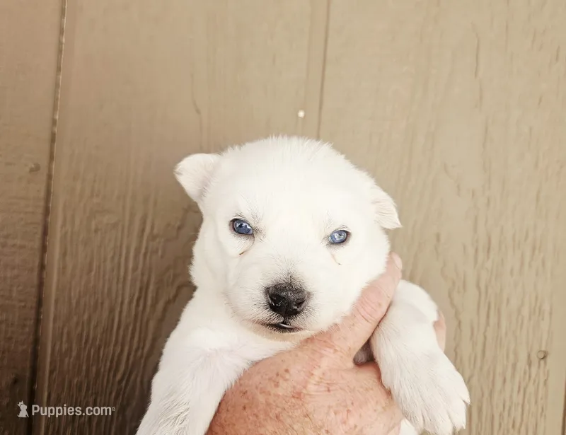Ranger – Siberian Husky puppy for sale in Meeker, CO