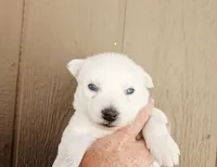 Ranger, a male Siberian Husky for sale in Meeker, CO – 1 of 1