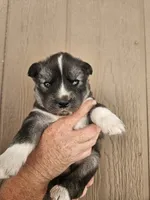 Tank, a male Siberian Husky for sale in Meeker, CO – 2 of 2