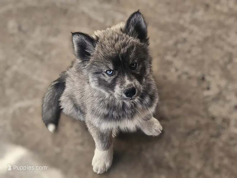 Tank – Siberian Husky puppy for sale in Meeker, CO