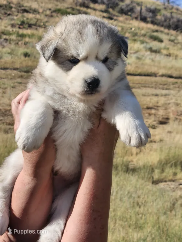 Yukon  – Siberian Husky puppy for sale in Meeker, CO