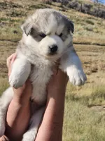 Yukon , a female Siberian Husky for sale in Meeker, CO – 1 of 1