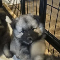 Bear, a male Keeshond for sale in Meeker, CO – Photo 1 of 3