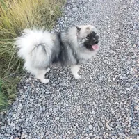 Bear, a male Keeshond for sale in Meeker, CO – Photo 2 of 3