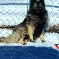Lilly, a female Keeshond for sale in Meeker, CO – Photo 3 of 3