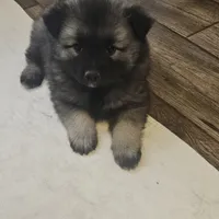 Lilly, a female Keeshond for sale in Meeker, CO – Photo 1 of 3