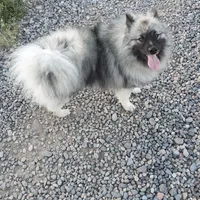 Lilly, a female Keeshond for sale in Meeker, CO – Photo 2 of 3