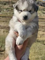 Poppy, a male Siberian Husky for sale in Meeker, CO – 1 of 1