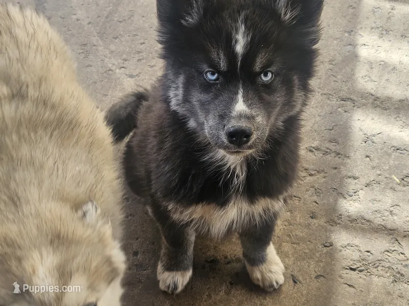 Aspen – Siberian Husky puppy for sale in Meeker, CO