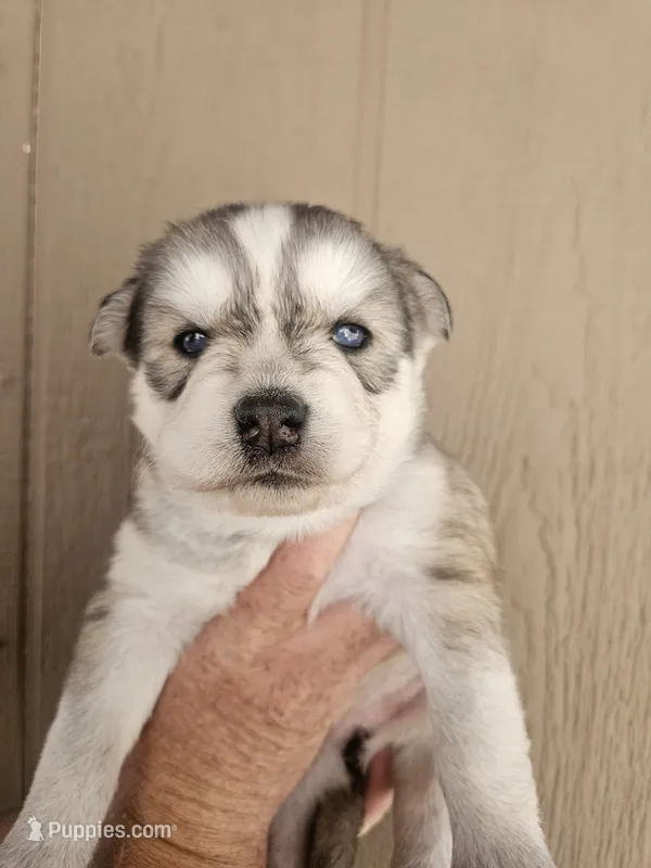 Yukon  – Siberian Husky puppy for sale in Meeker, CO
