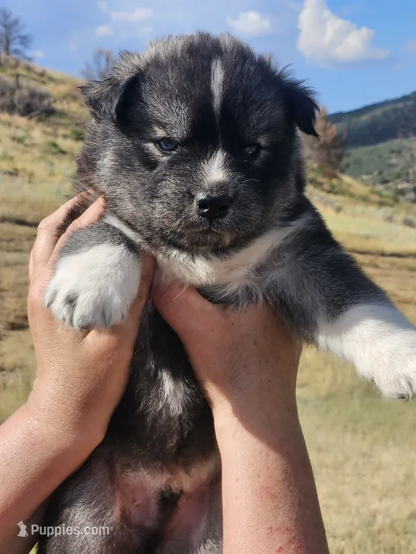 Tank – Siberian Husky puppy for sale in Meeker, CO