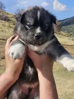 Tank, a male Siberian Husky for sale in Meeker, CO – 1 of 1