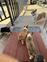 Simba, a male Pembroke Welsh Corgi for sale in Dublin, GA – 10 of 10
