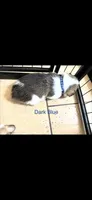 blue, a male Pembroke Welsh Corgi for sale in Dublin, GA – 2 of 4