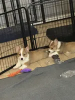 Simba, a male Pembroke Welsh Corgi for sale in Dublin, GA – 3 of 10