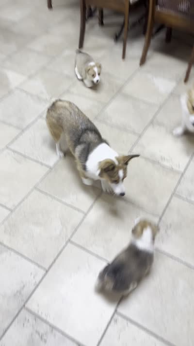 Simba, a male Pembroke Welsh Corgi for sale in Dublin, GA – 4 of 10