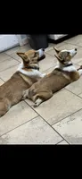 Simba, a male Pembroke Welsh Corgi for sale in Dublin, GA – 9 of 10
