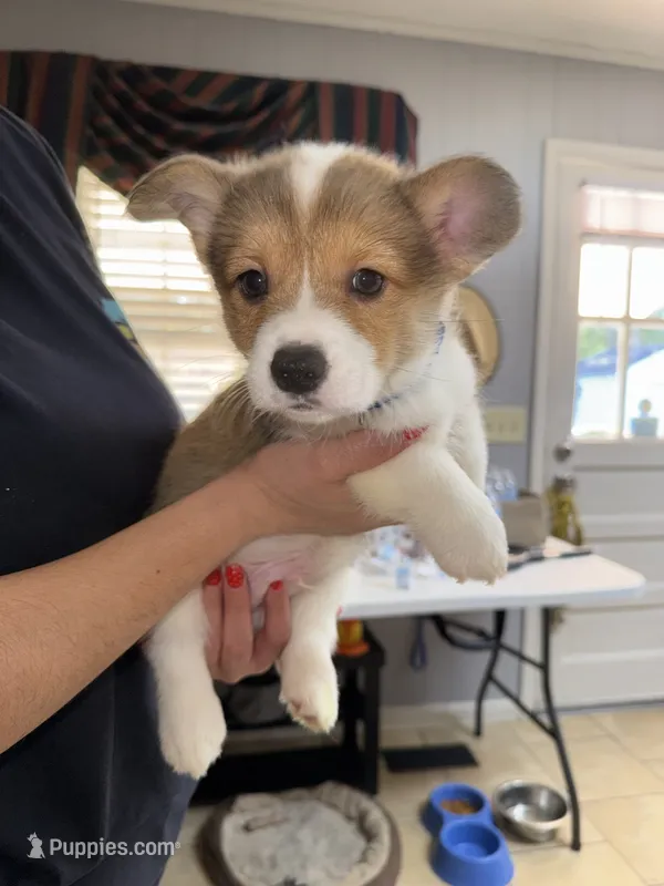 blue – Pembroke Welsh Corgi puppy for sale in Dublin, GA