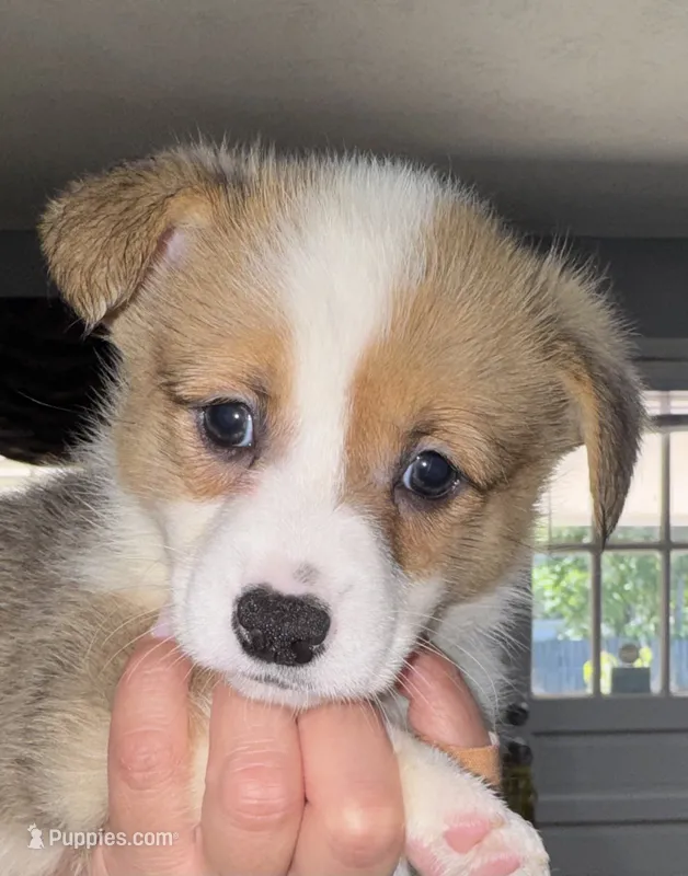 Yellow – Pembroke Welsh Corgi puppy for sale in Dublin, GA