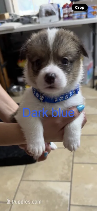 blue – Pembroke Welsh Corgi puppy for sale in Dublin, GA