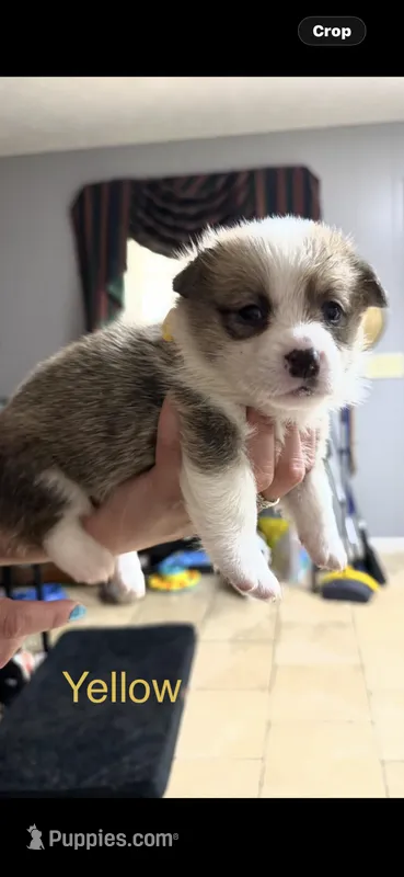 Yellow – Pembroke Welsh Corgi puppy for sale in Dublin, GA