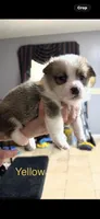 Yellow, a male Pembroke Welsh Corgi for sale in Dublin, GA – 1 of 4