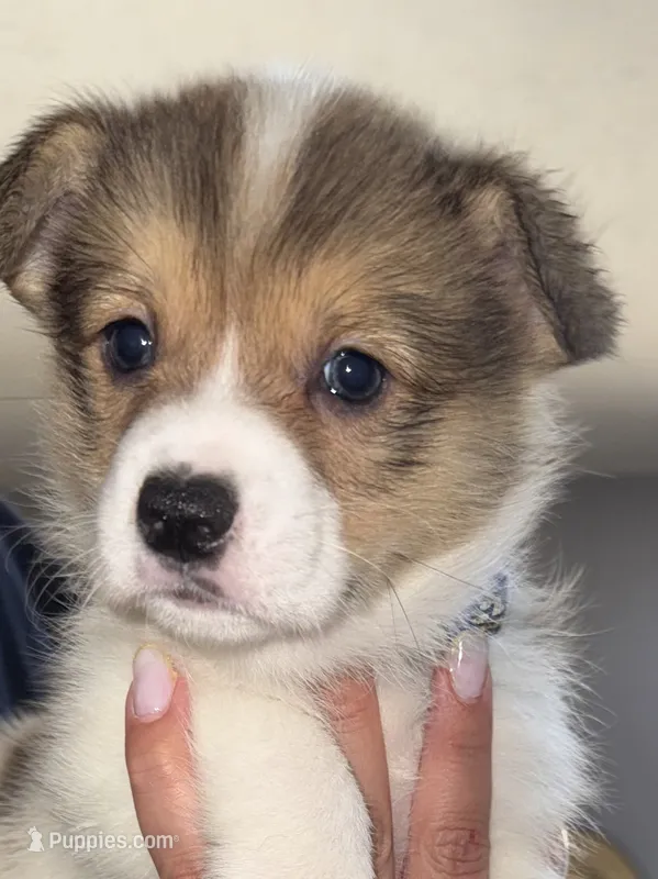 blue – Pembroke Welsh Corgi puppy for sale in Dublin, GA