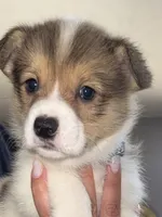 LEO, a male Pembroke Welsh Corgi for sale in Dublin, GA – 5 of 10