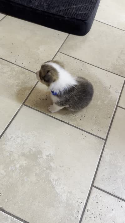 blue, a male Pembroke Welsh Corgi for sale in Dublin, GA – 3 of 4