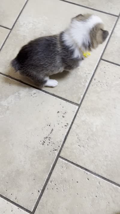 Yellow, a male Pembroke Welsh Corgi for sale in Dublin, GA – 3 of 4