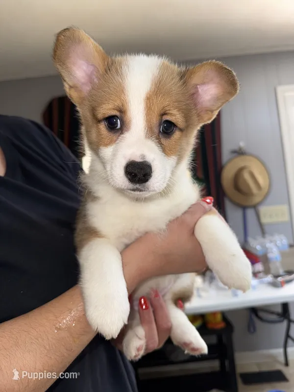 Yellow – Pembroke Welsh Corgi puppy for sale in Dublin, GA